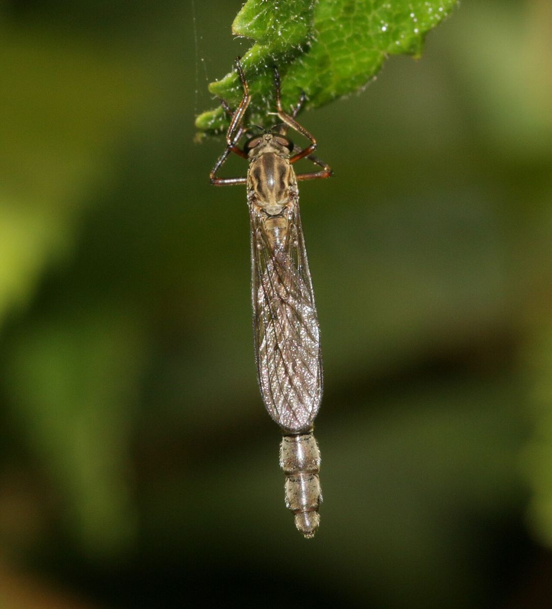 Striped Slender Robberfly
