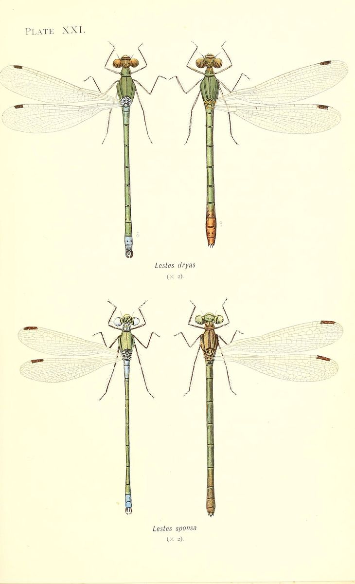 Emerald Damselfly