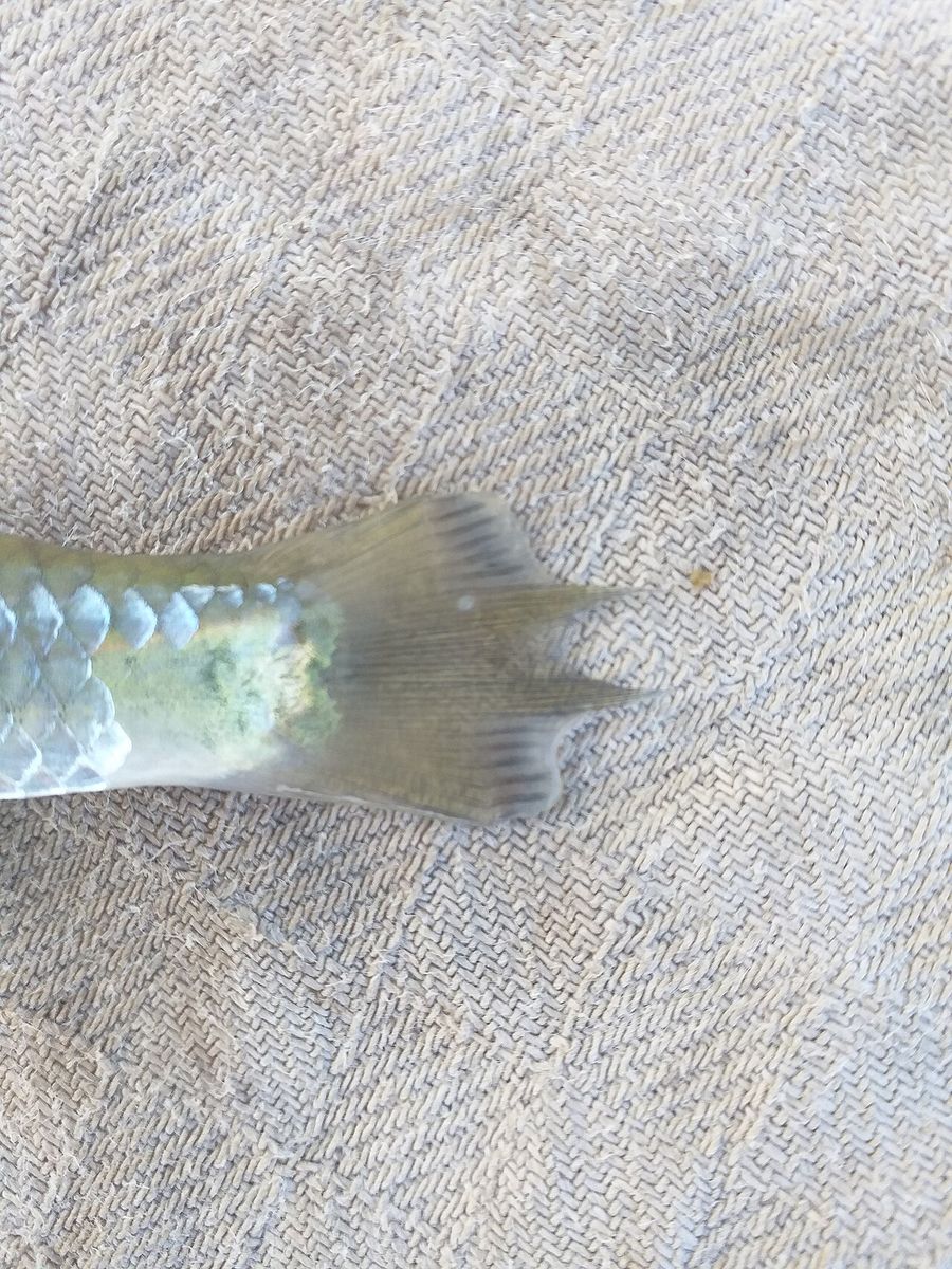 Dace