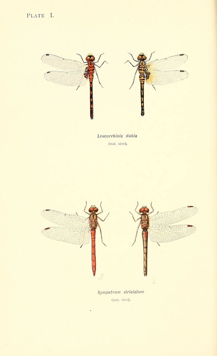 White-faced Darter