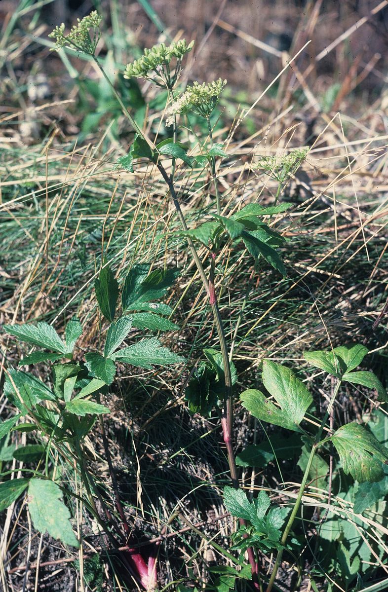 Scots Lovage