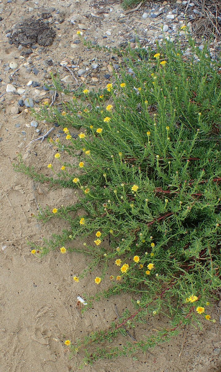 Golden-Samphire