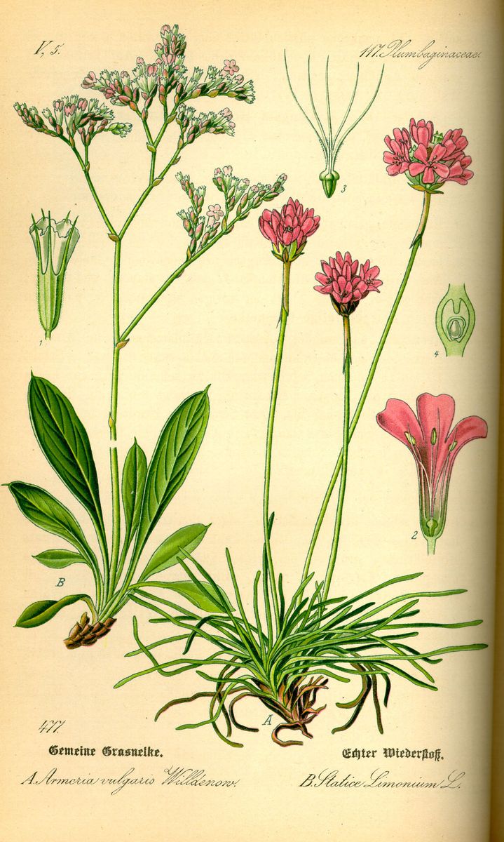 Common Sea-lavender