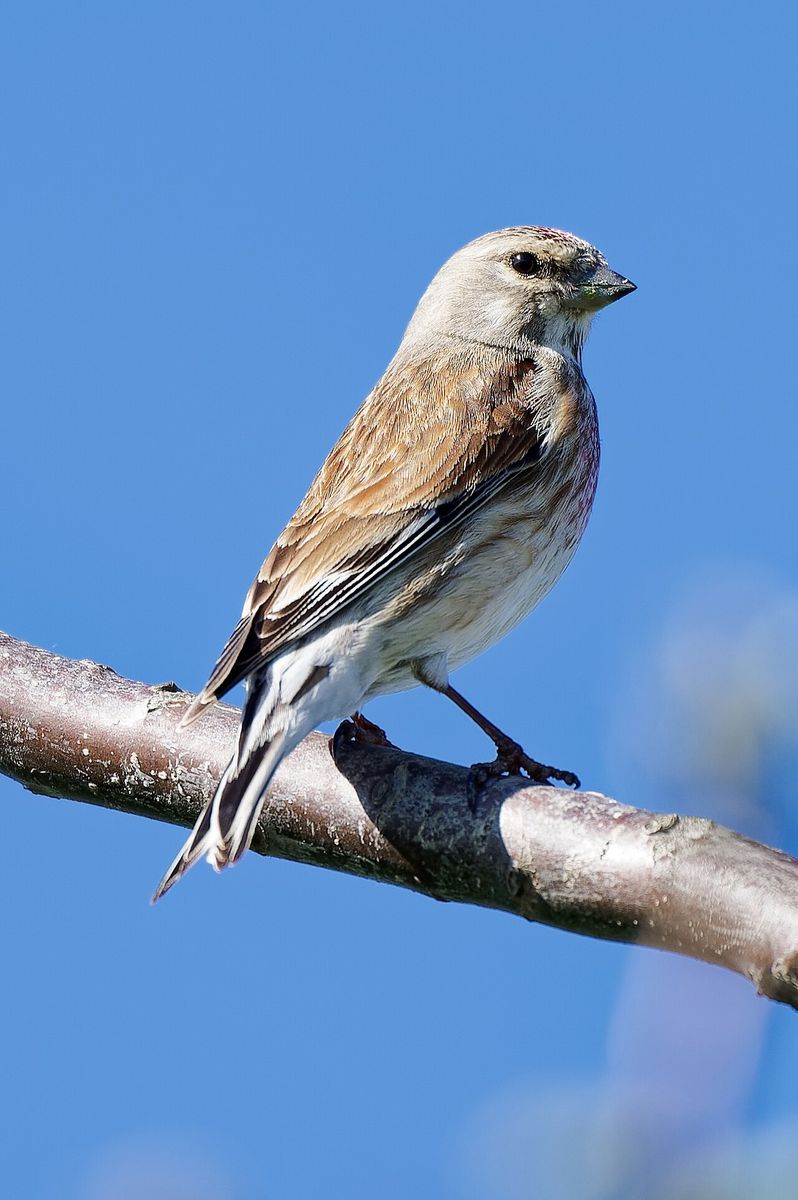 Eurasian Linnet