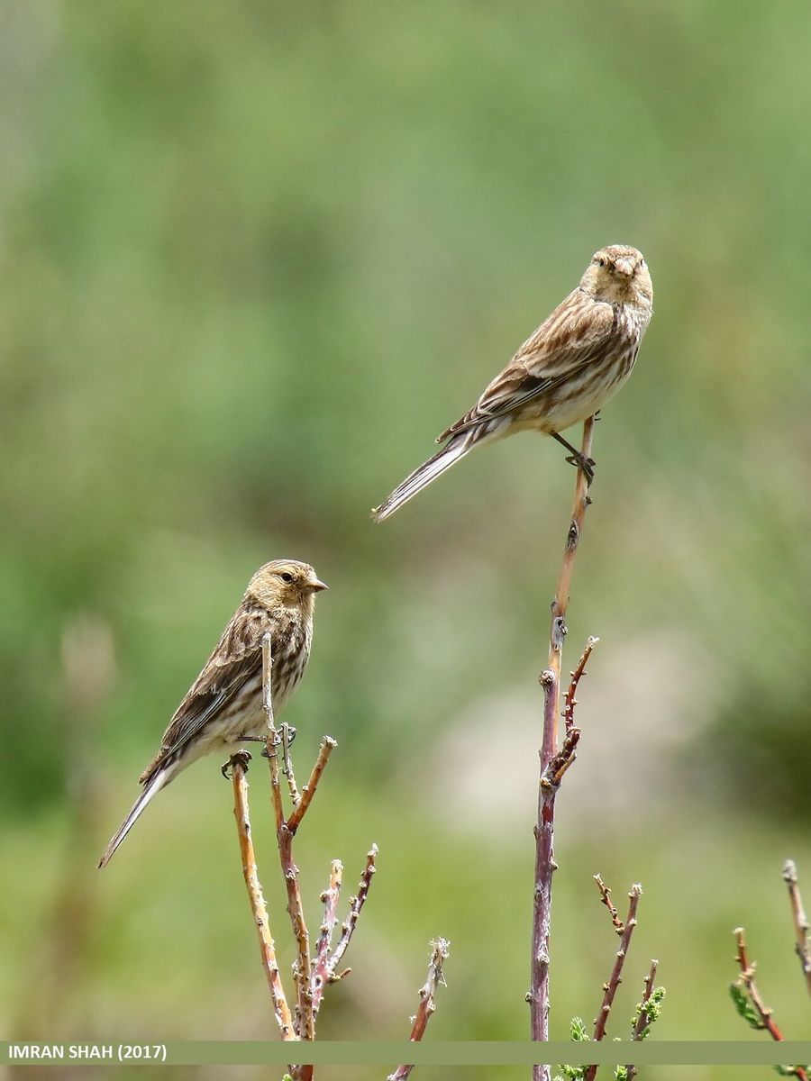 Twite