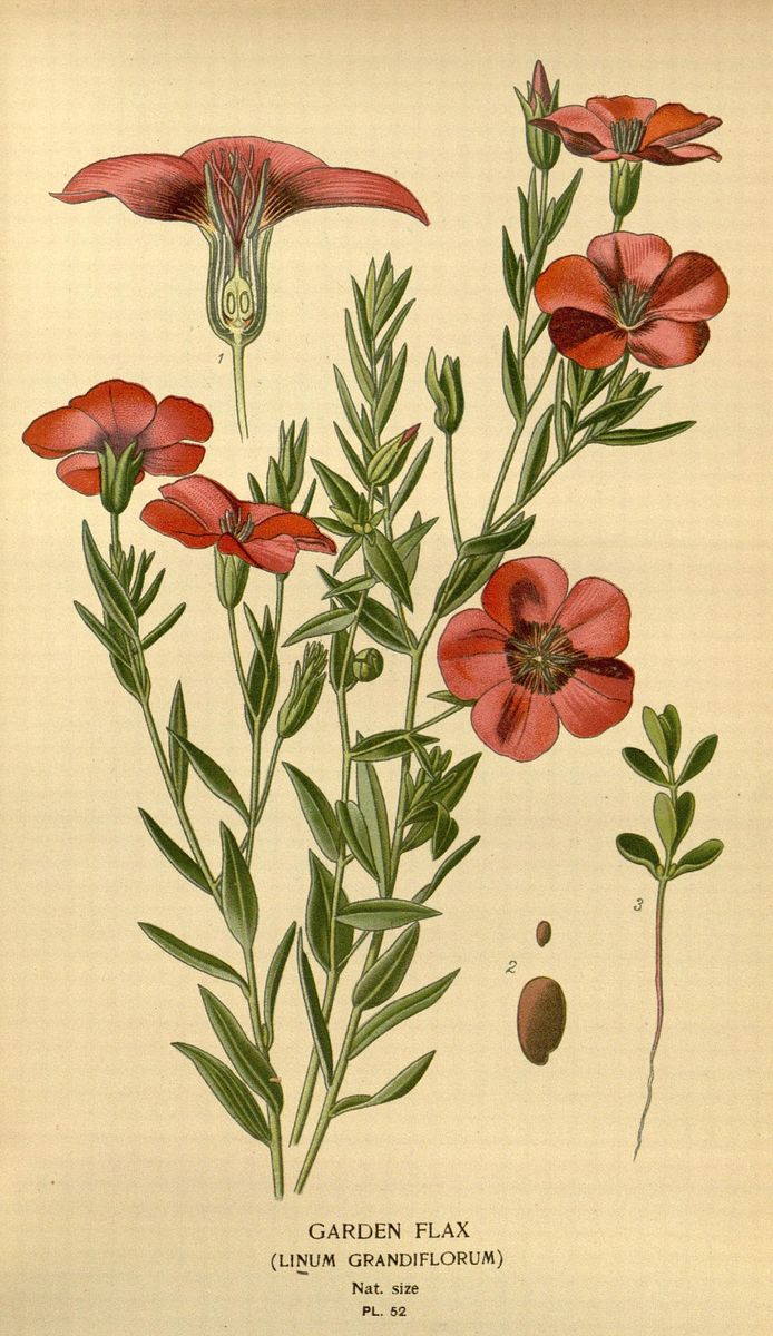 Crimson Flax