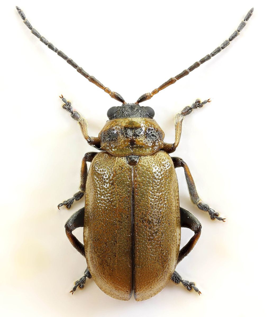 Heather Beetle
