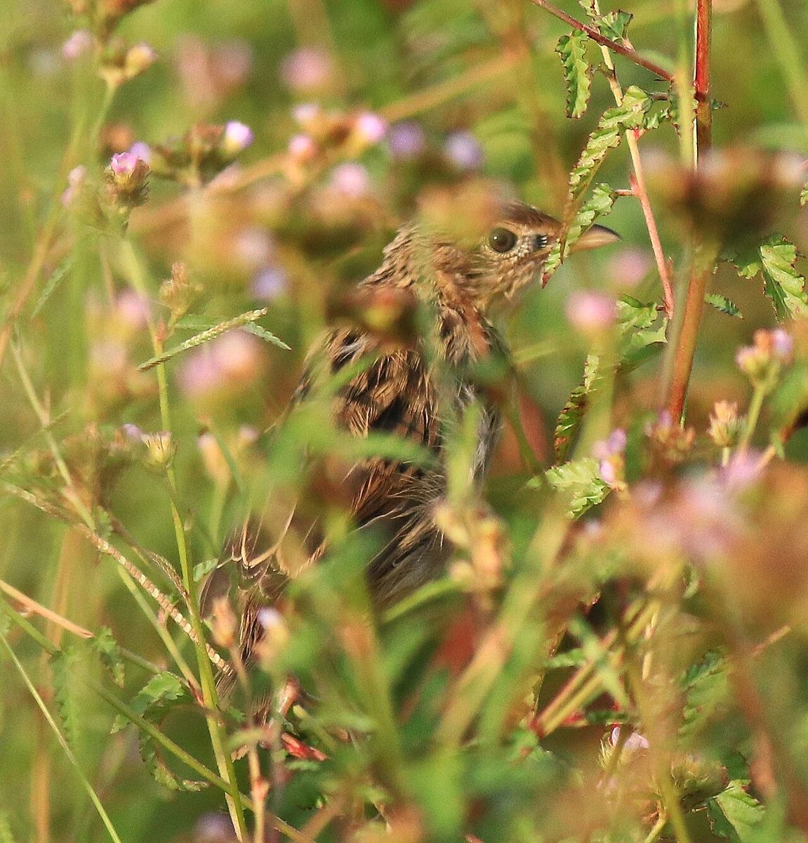 Common Grasshopper Warbler