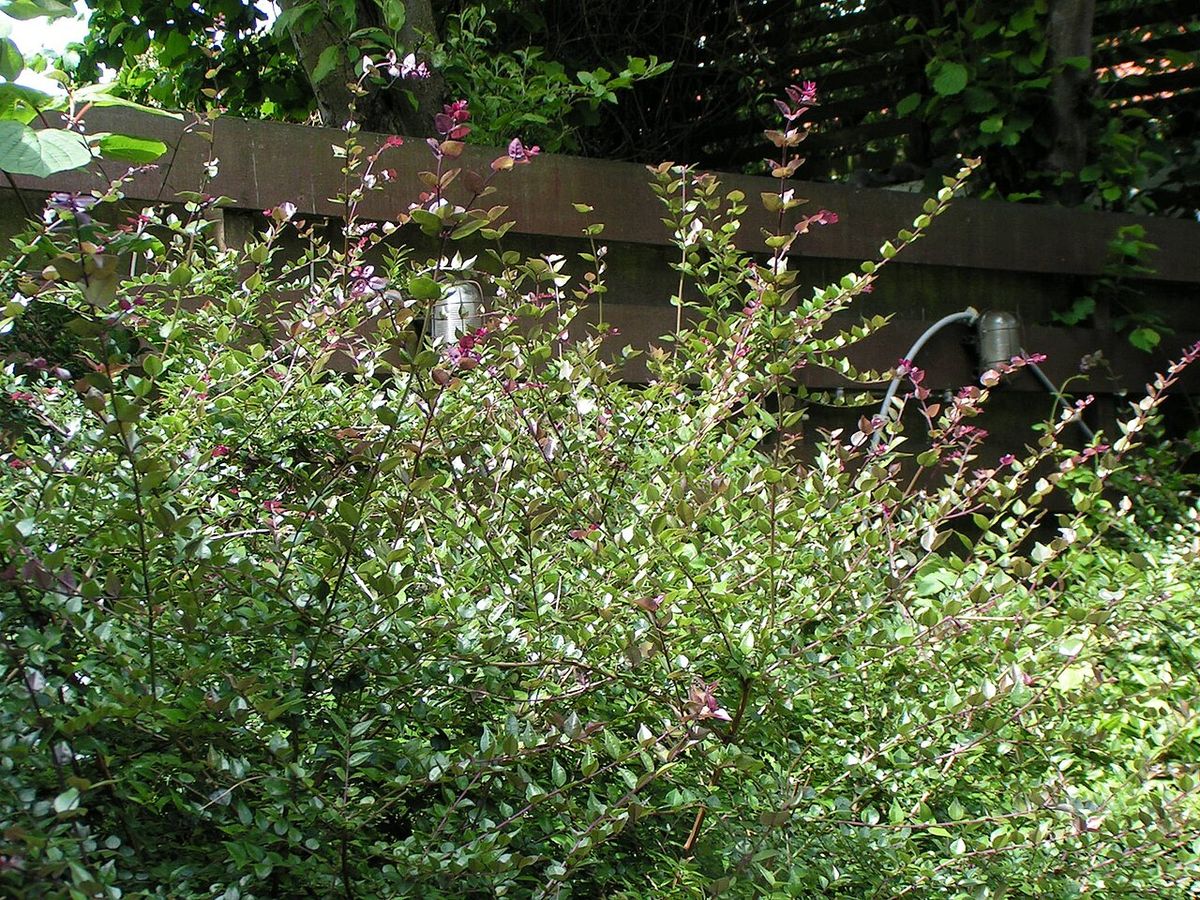Wilson's Honeysuckle
