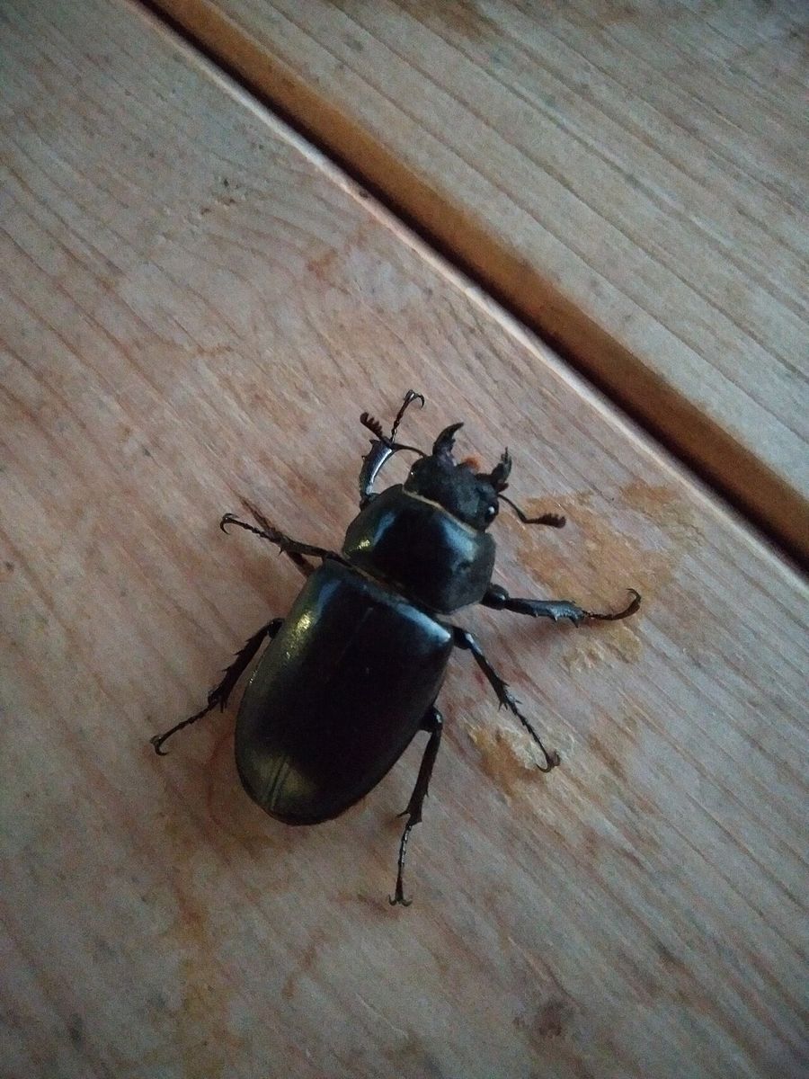 Stag Beetle