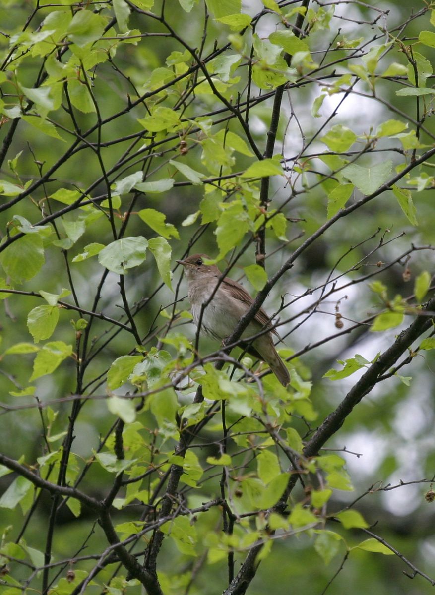 Thrush Nightingale