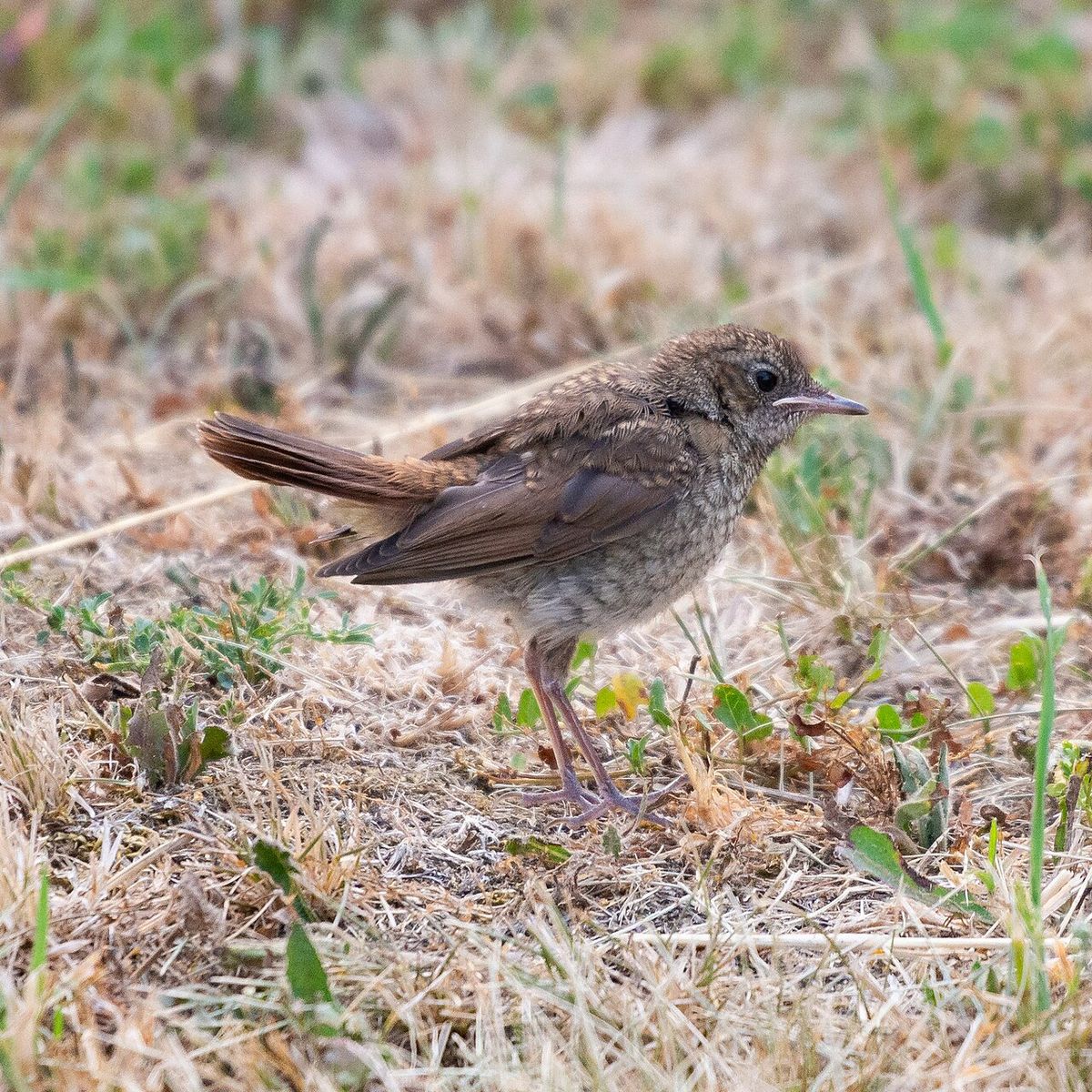 Common Nightingale
