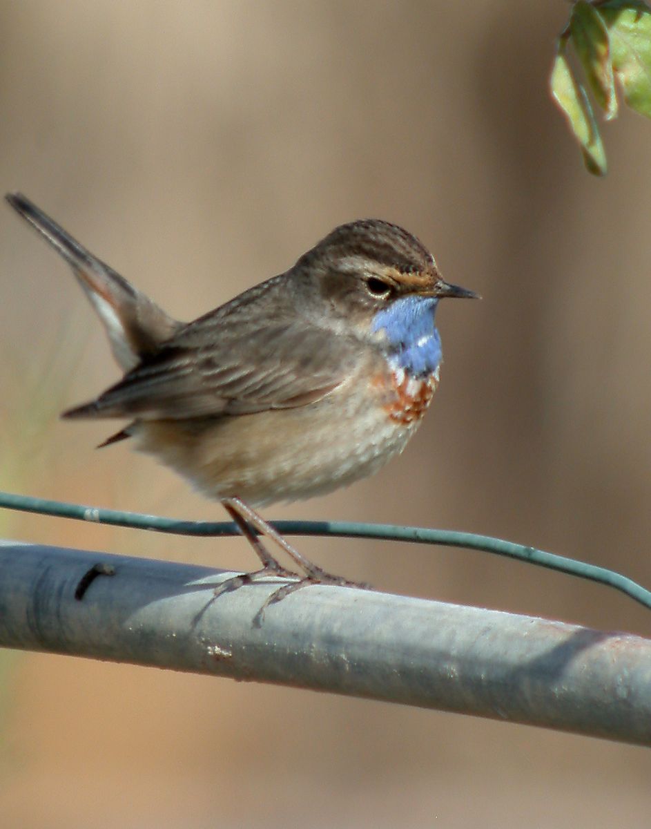 Bluethroat