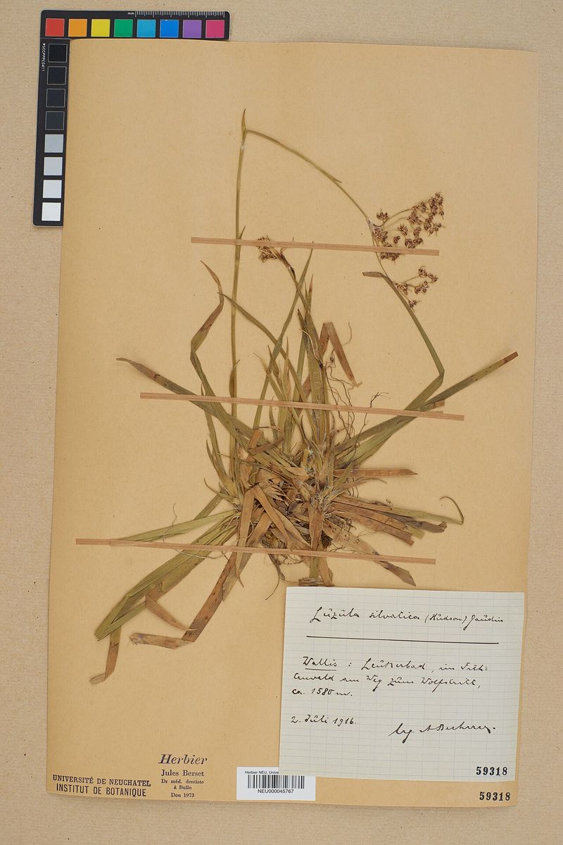 Great Wood-rush