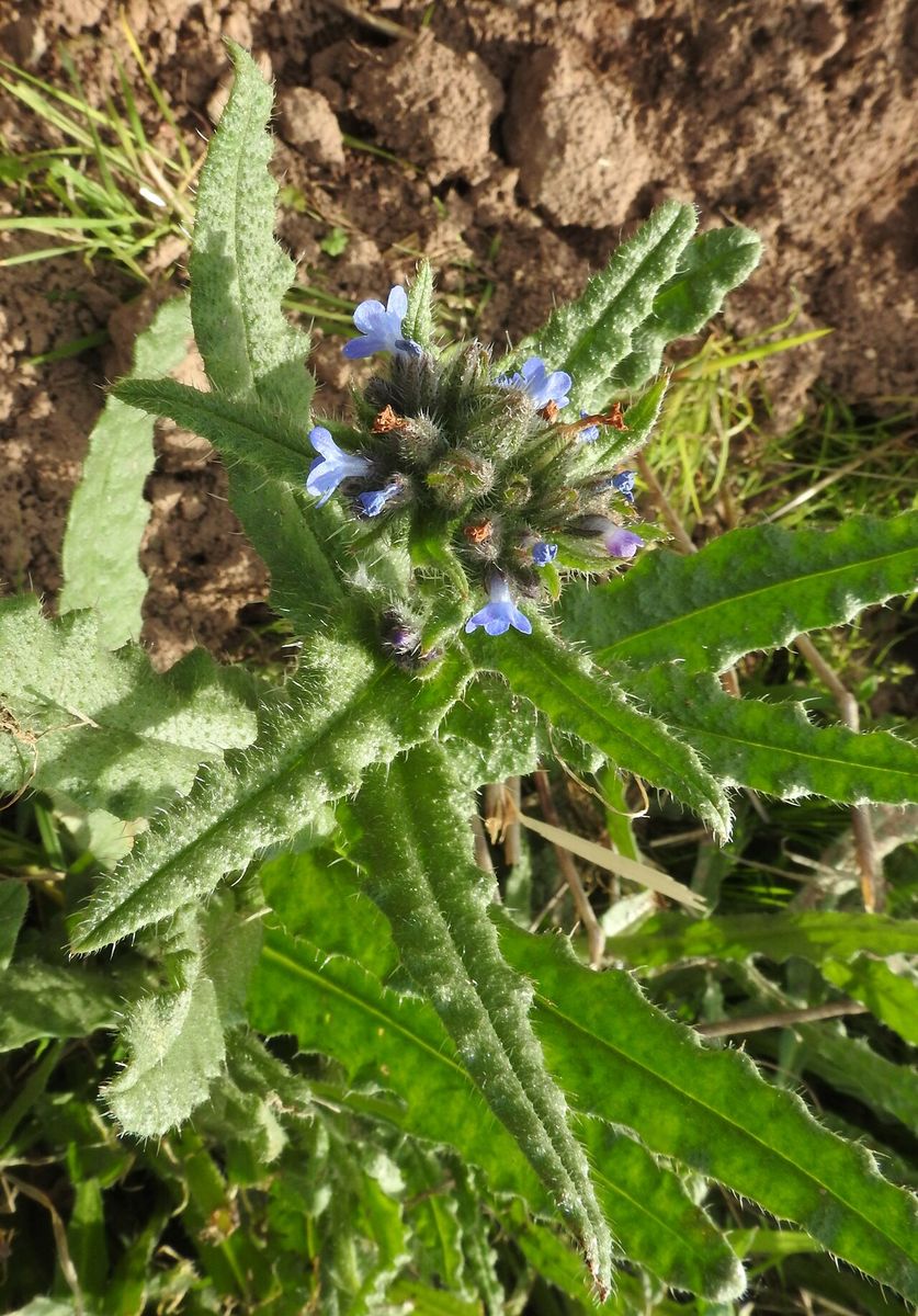 Bugloss
