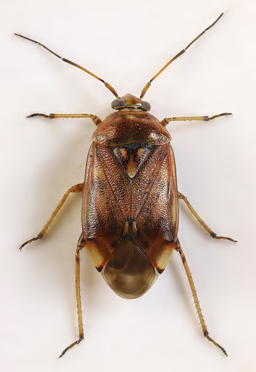 European Tarnished Plant Bug