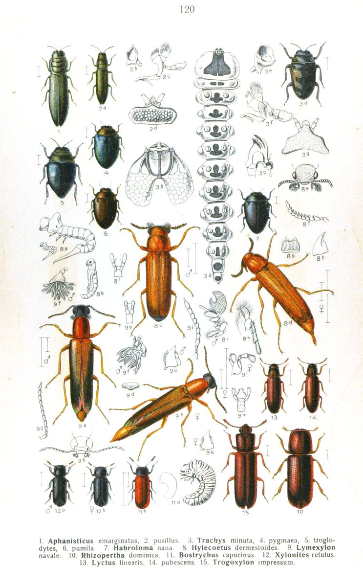 Devil's-Bit Jewel Beetle