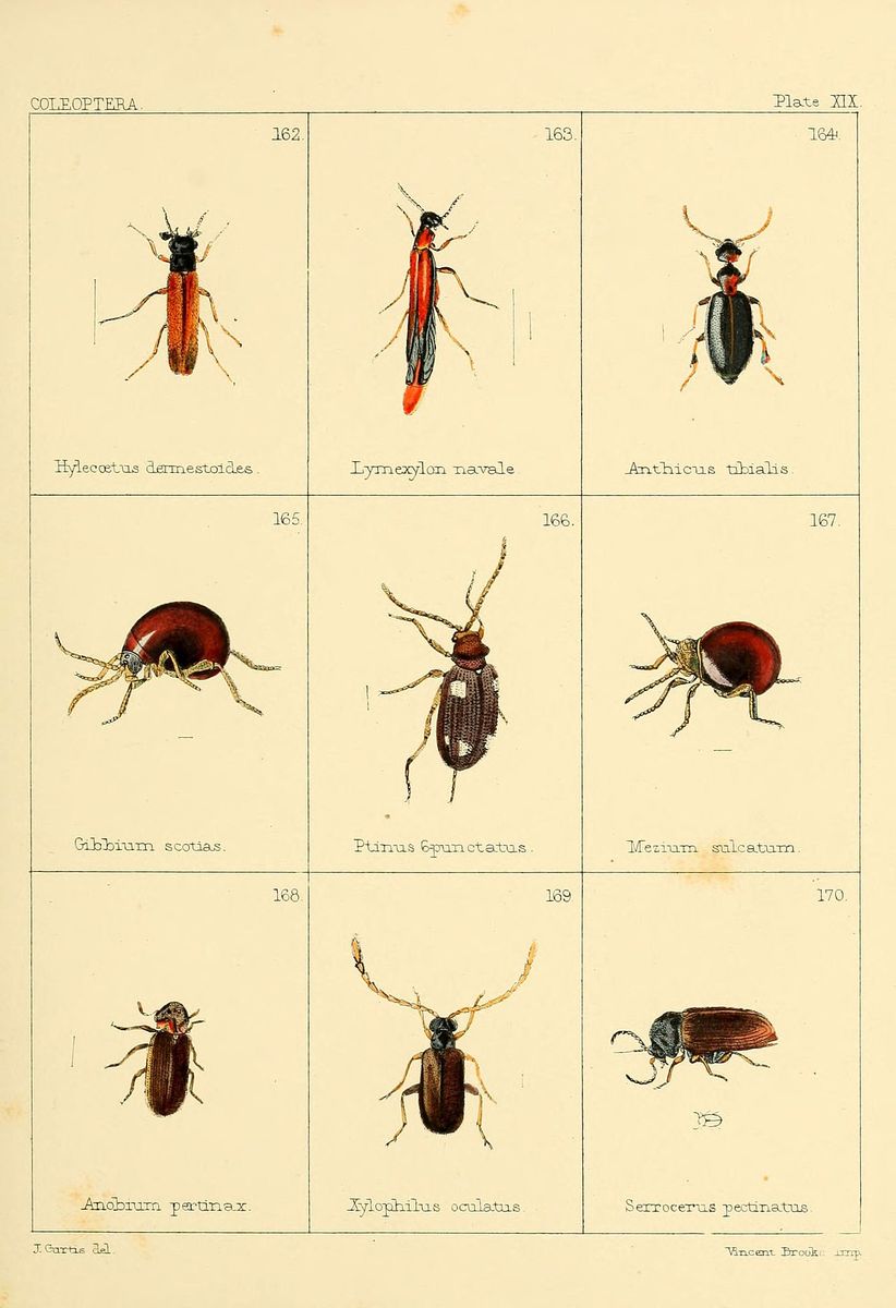 Common Furniture Beetle