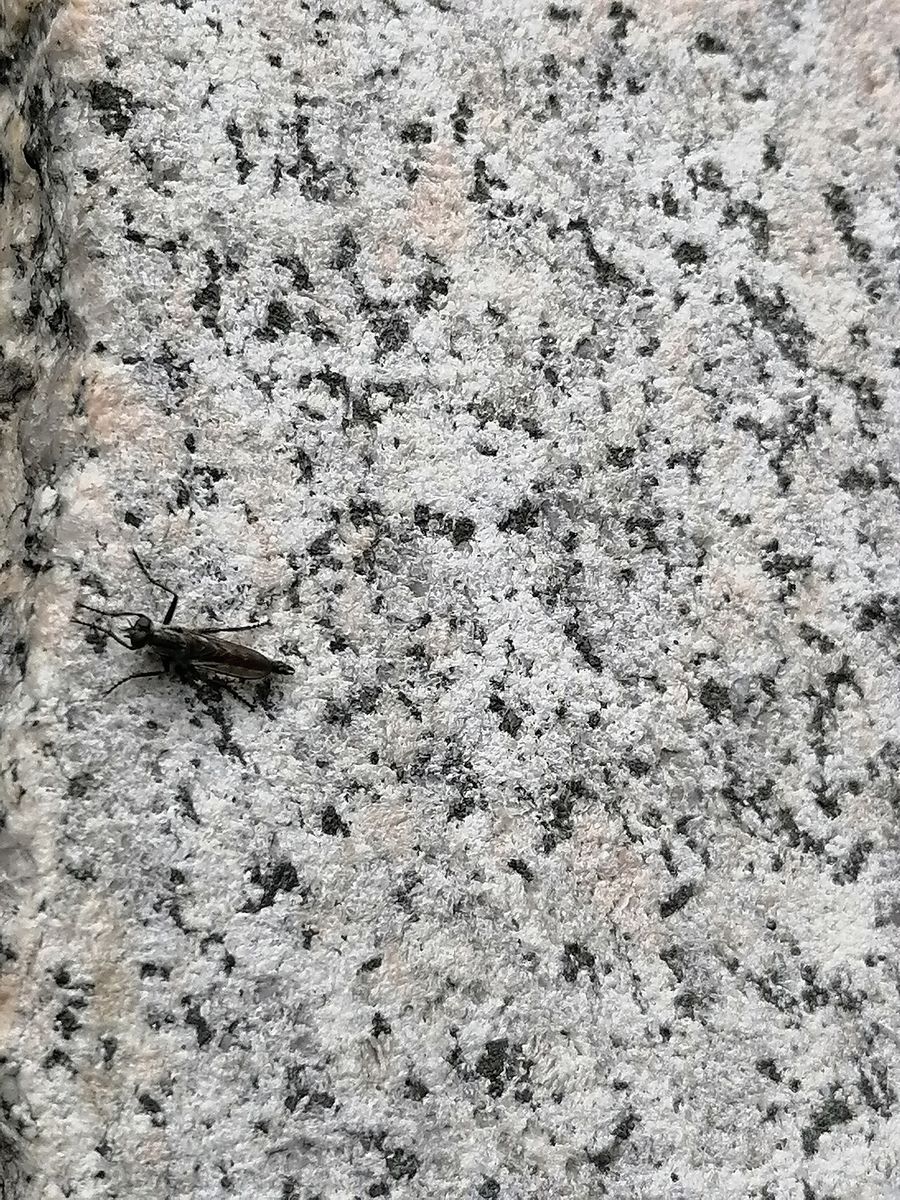 Kite-tailed Robberfly