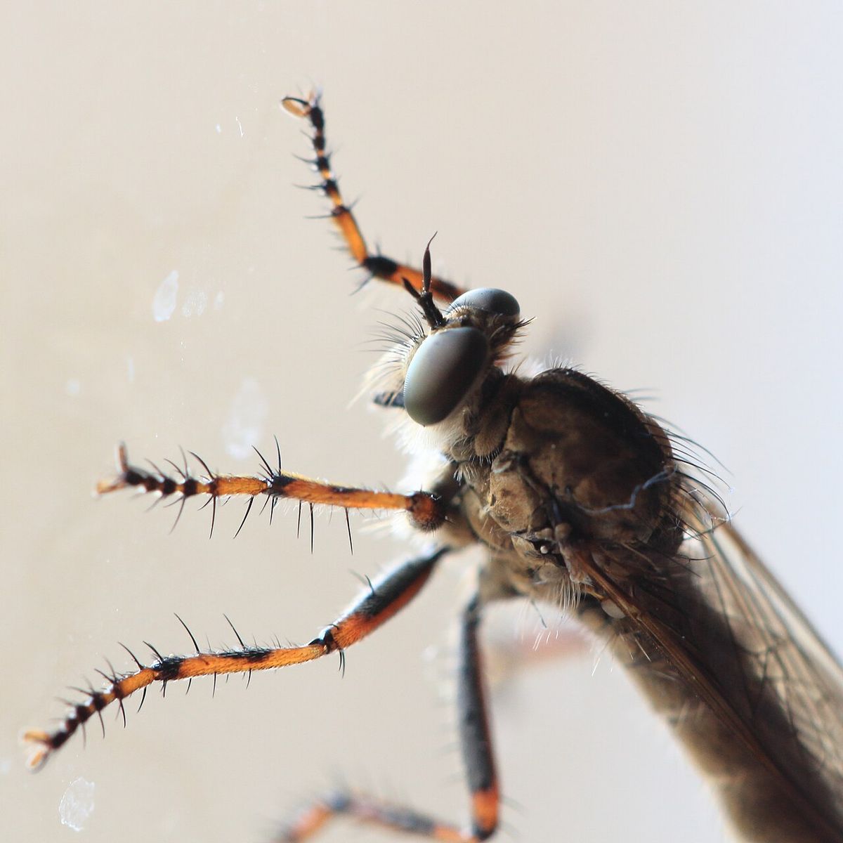 Brown Heath Robberfly