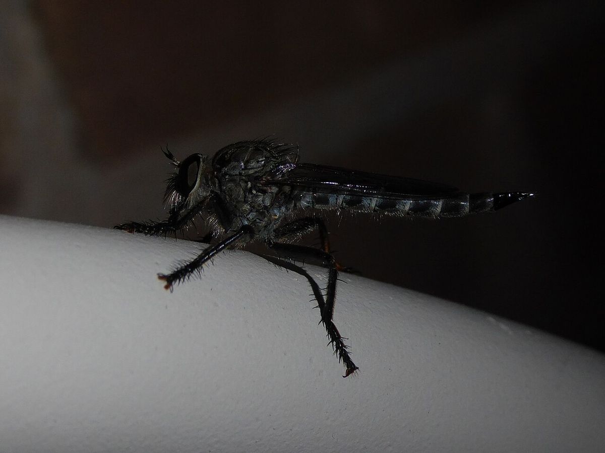 Irish Robberfly