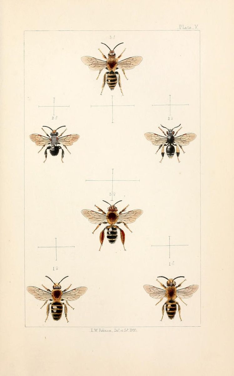 Yellow Loosestrife Bee
