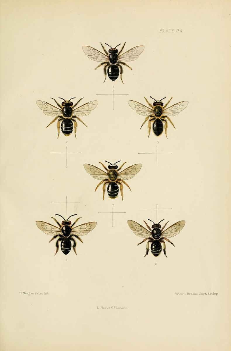 Red-backed Mining Bee