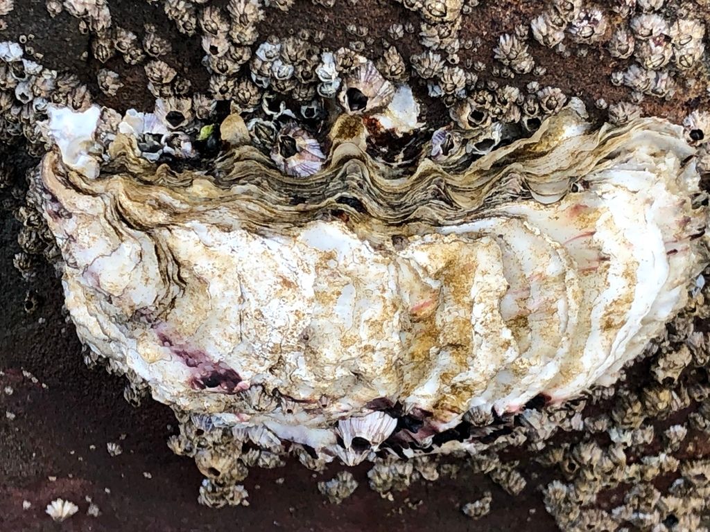 Pacific oyster
