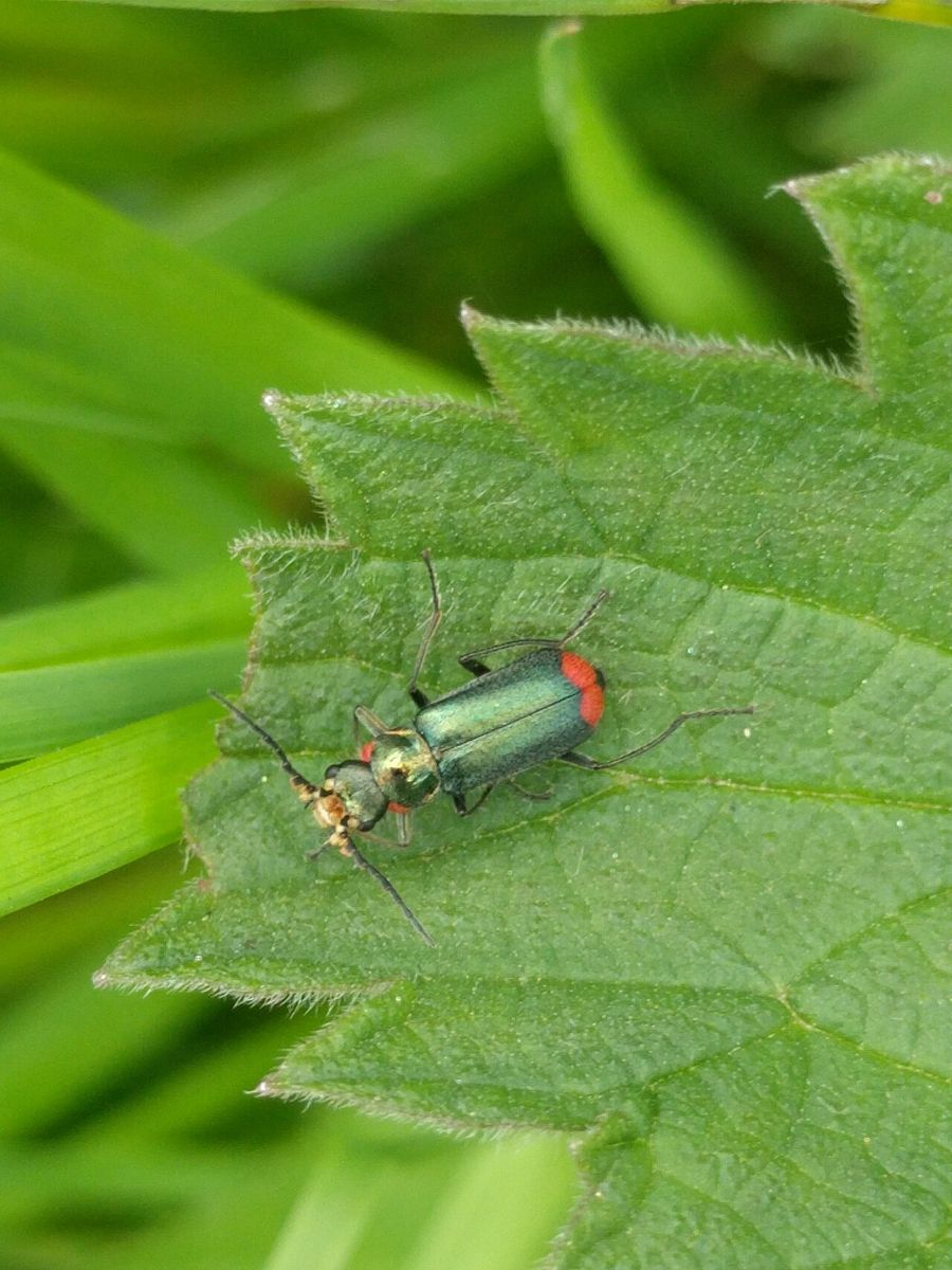 Malachite Beetle
