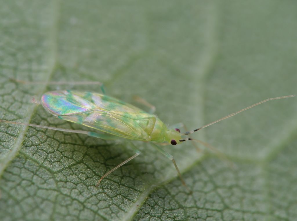 Delicate Apple Capsid