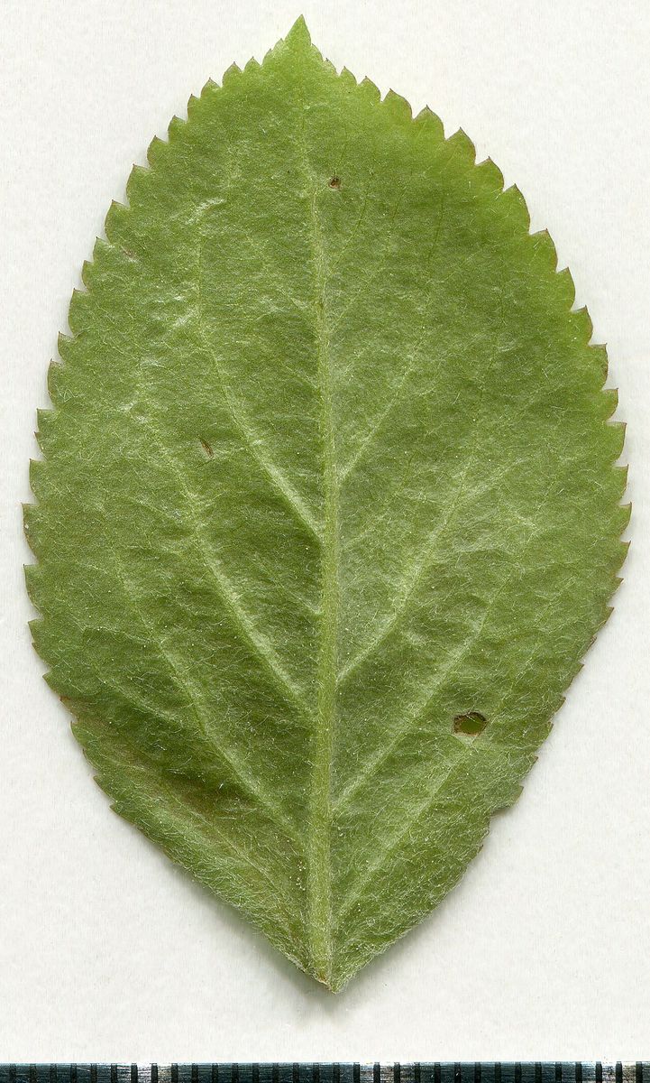 Crab Apple