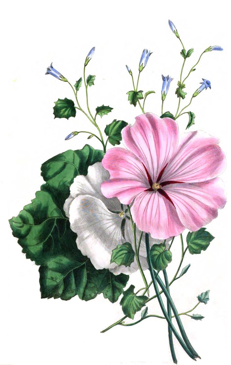 Tree-mallow