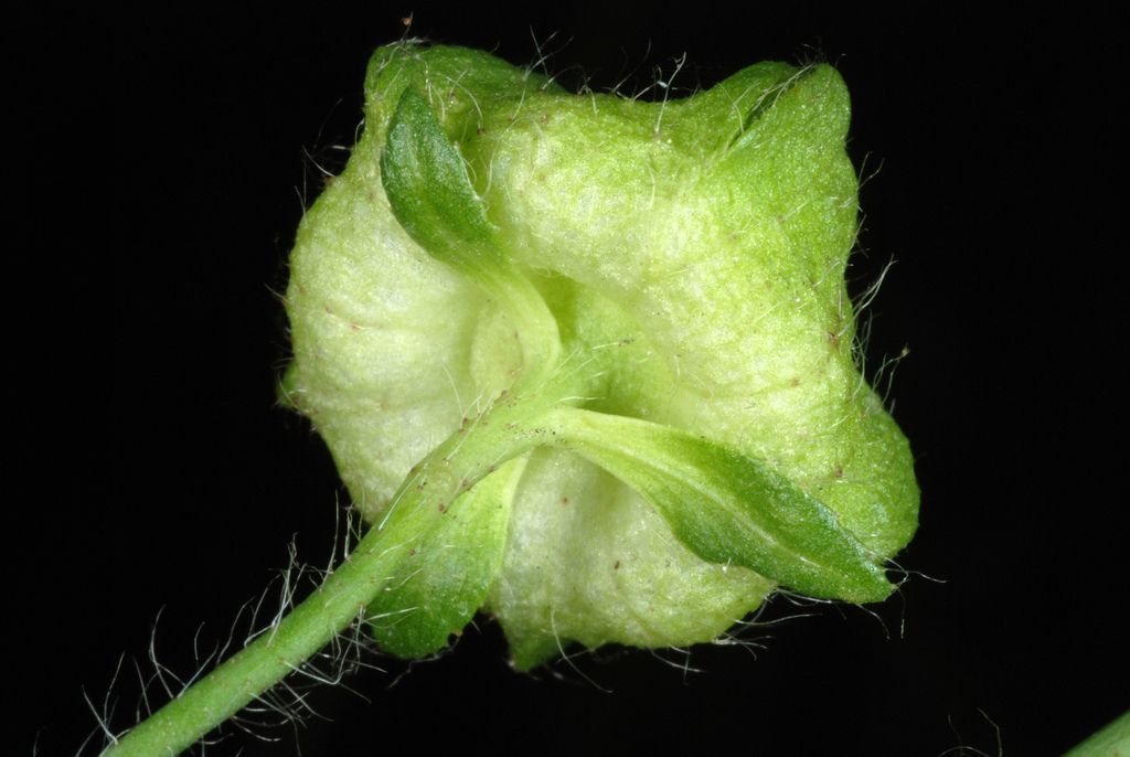 Musk-mallow