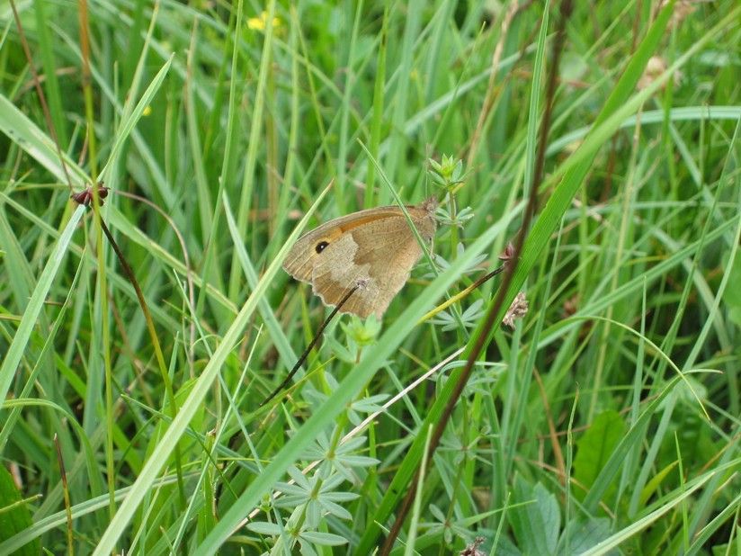 Meadow Brown