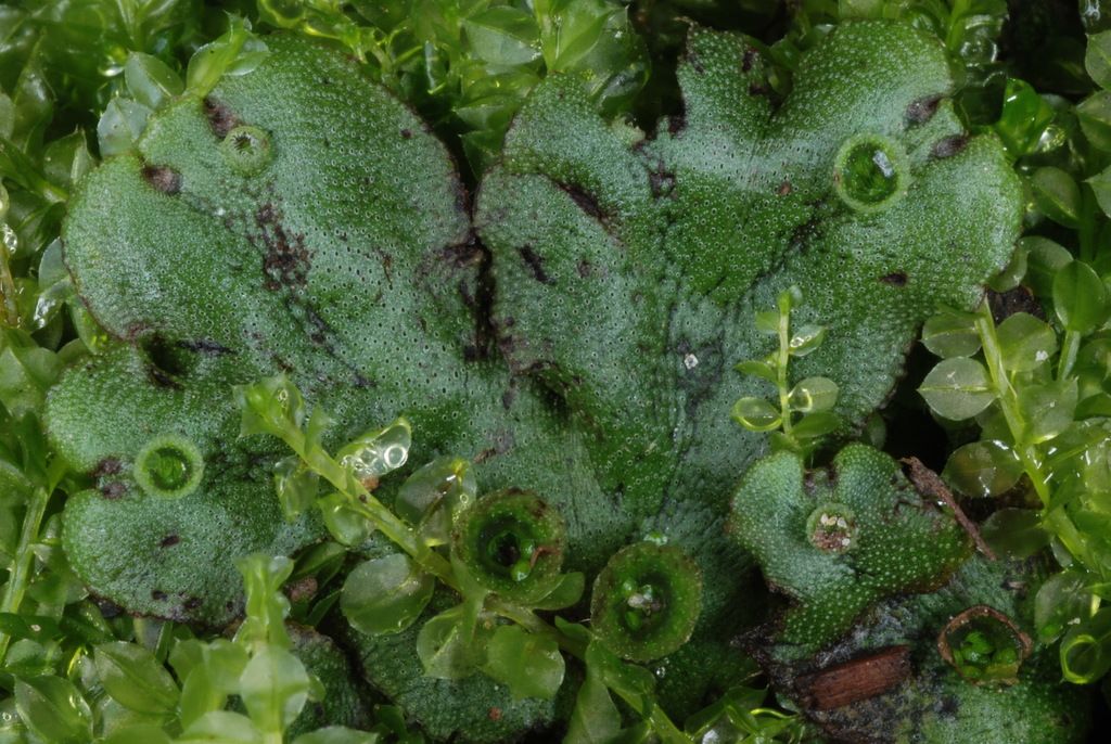 Common Liverwort