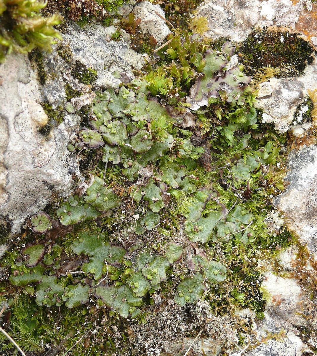 Narrow Mushroom-headed Liverwort