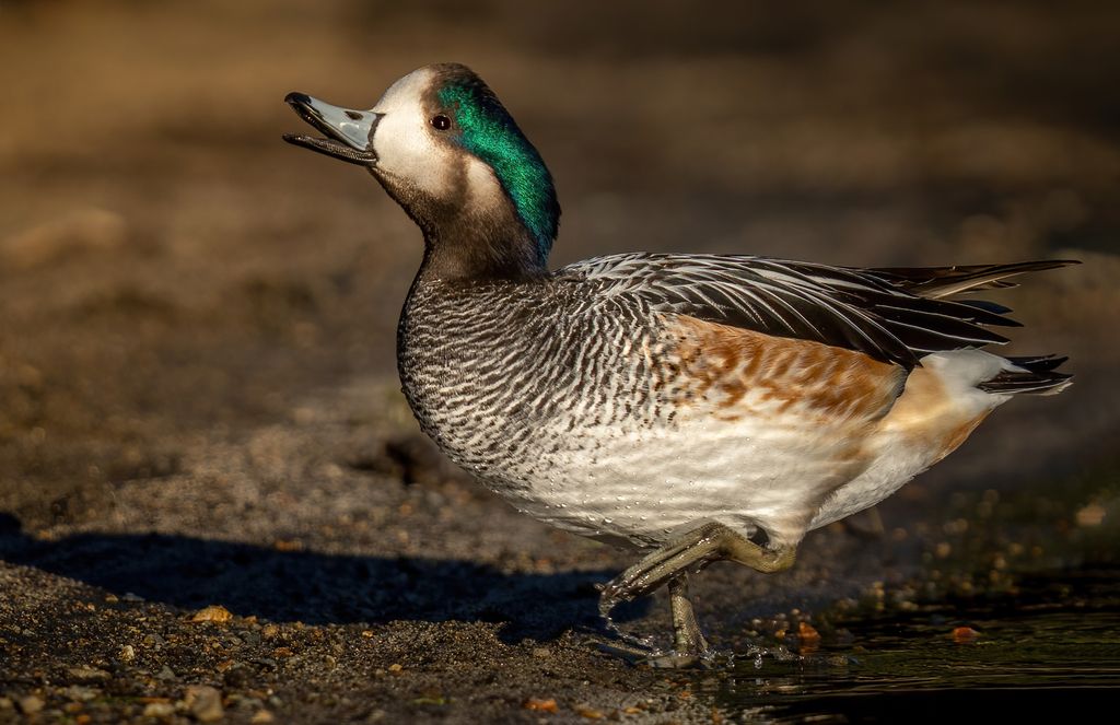 Chiloe Wigeon