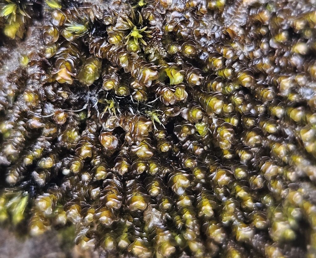 Notched Rustwort