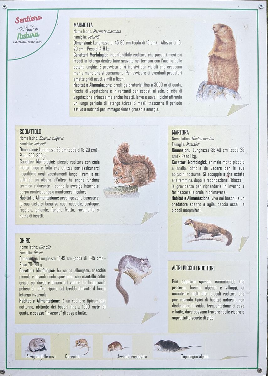 Pine Marten