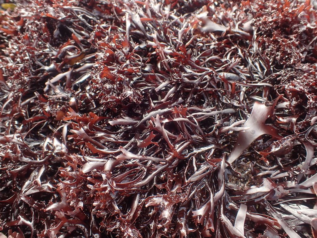 False Irish Moss