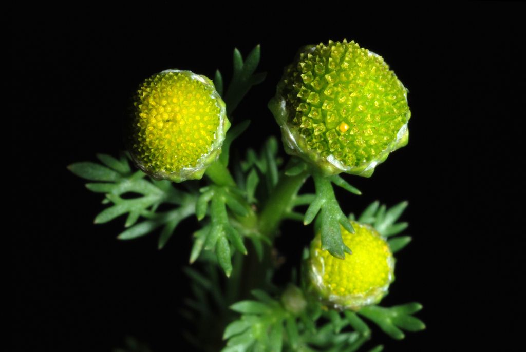 Pineappleweed