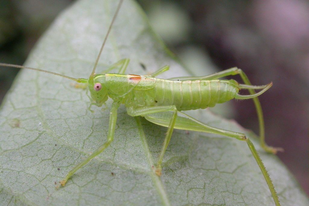 Southern Oak Bush-cricket