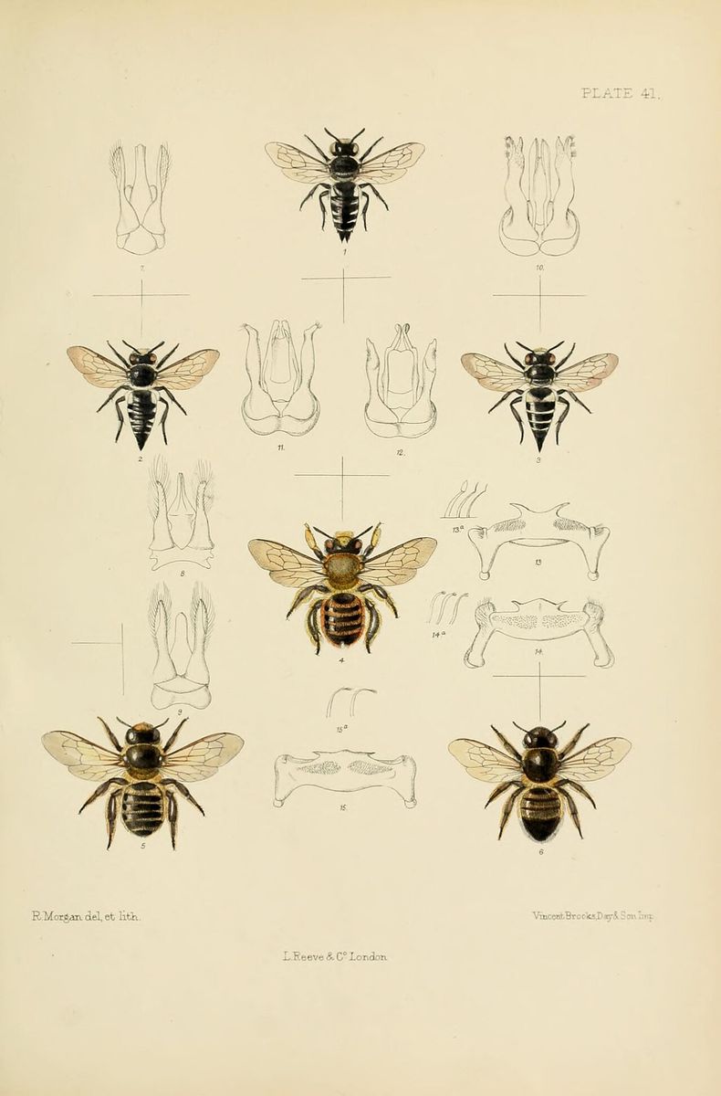Coast Leafcutter Bee