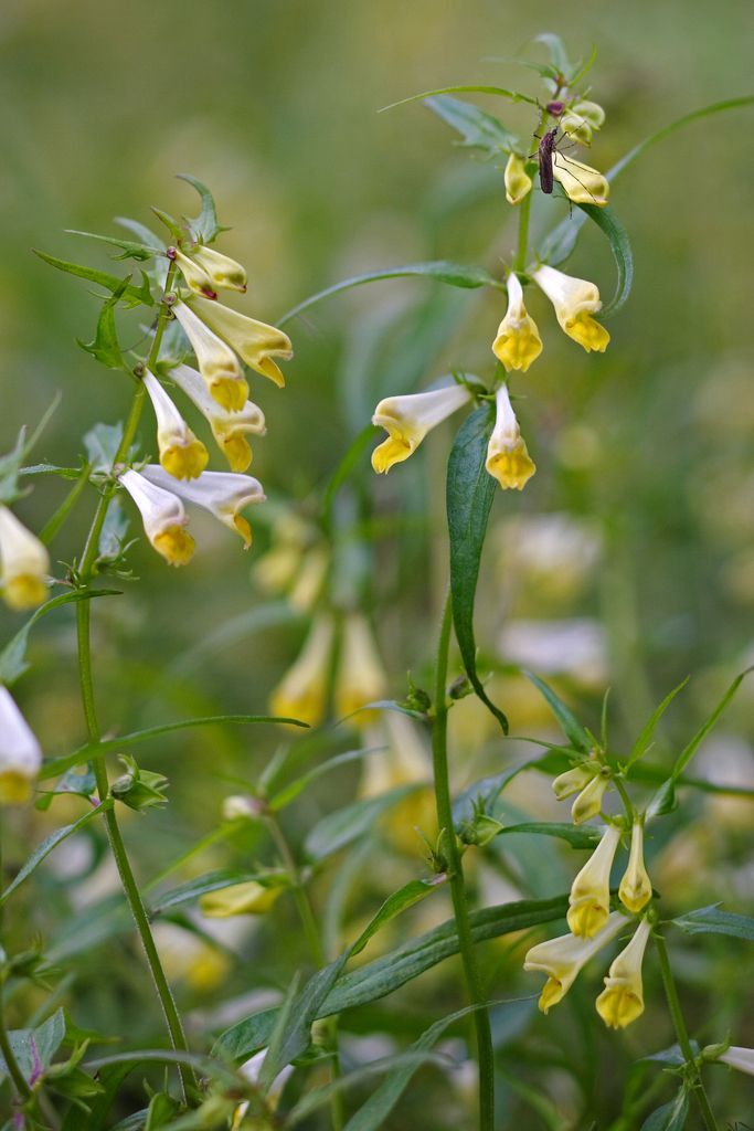 Common Cow-wheat