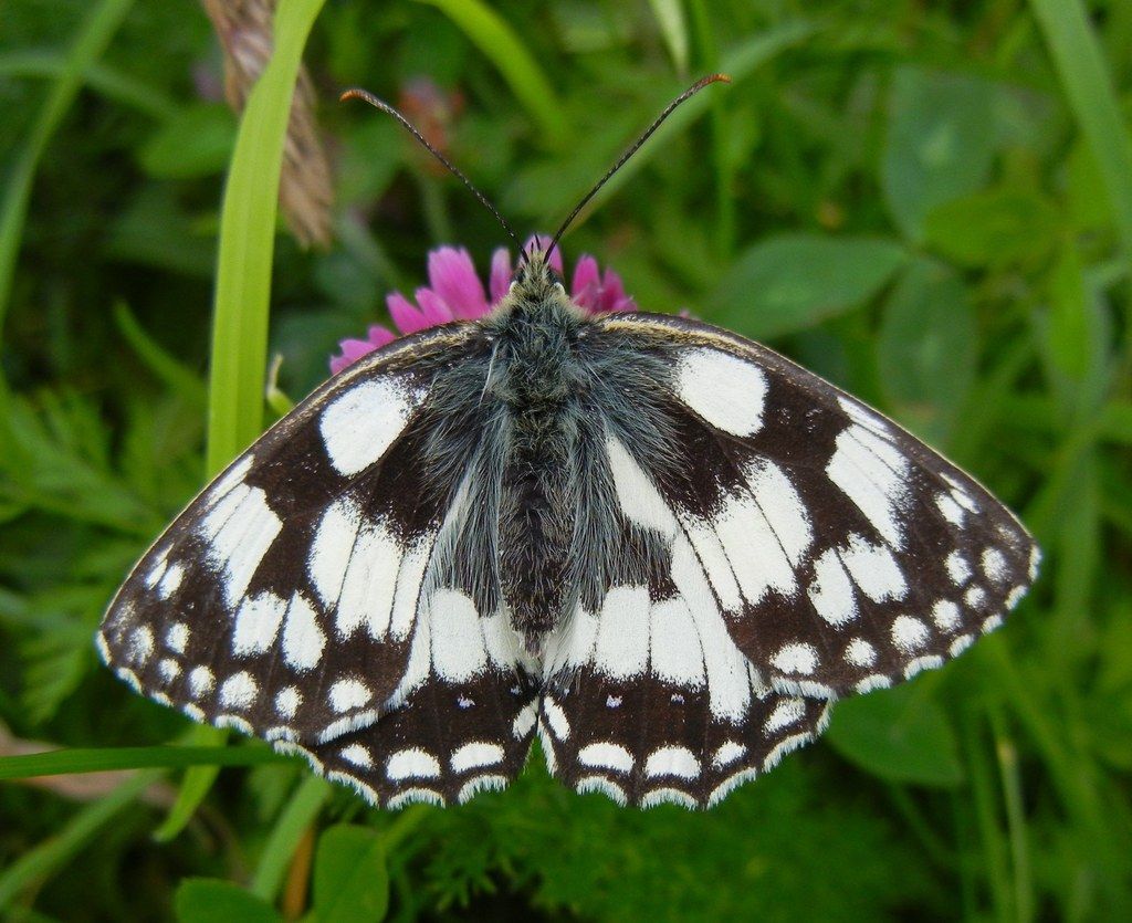 Marbled White