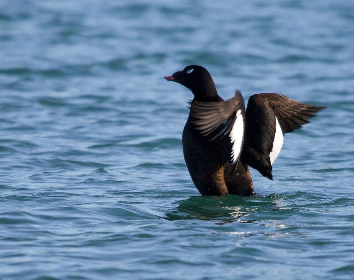 White-winged Scoter