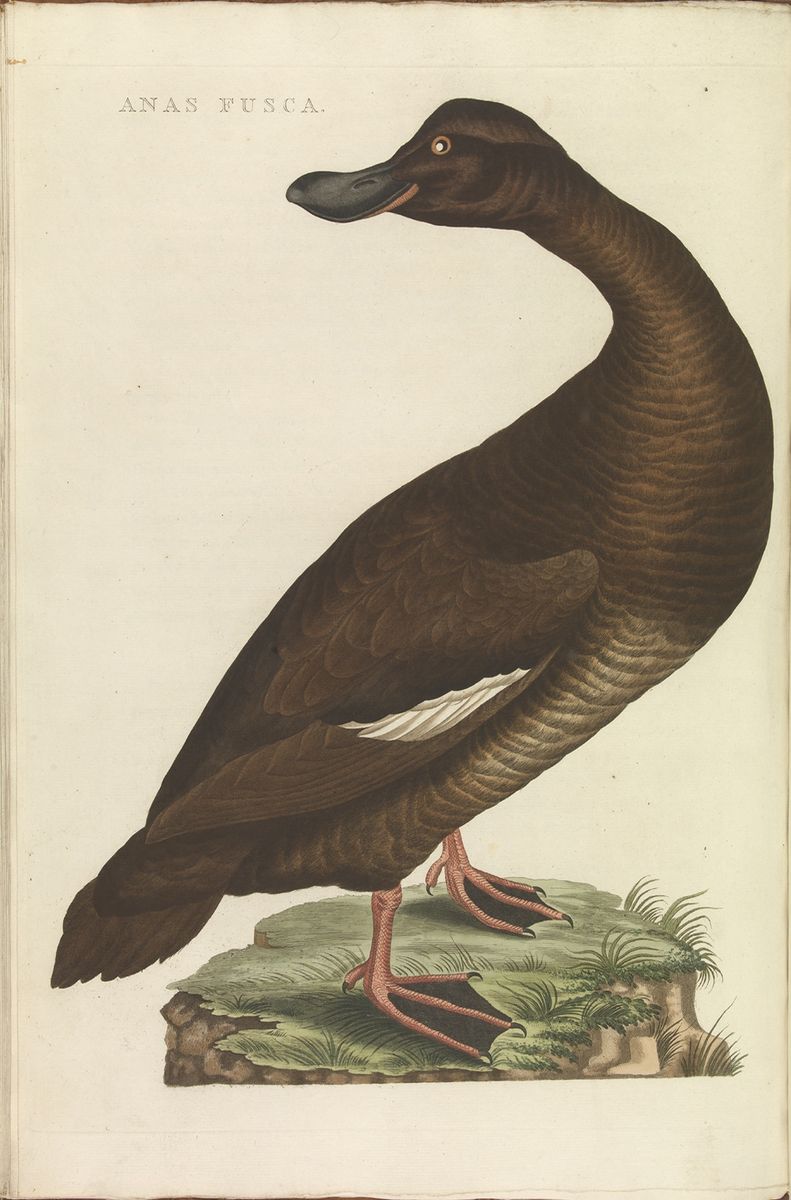 Velvet Scoter