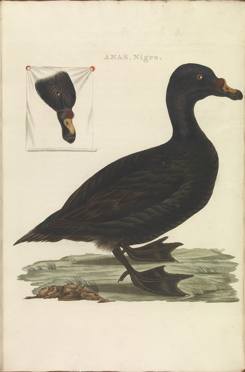 Common Scoter