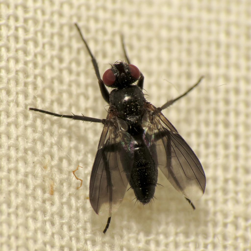 Smoky-winged Woodlouse-fly