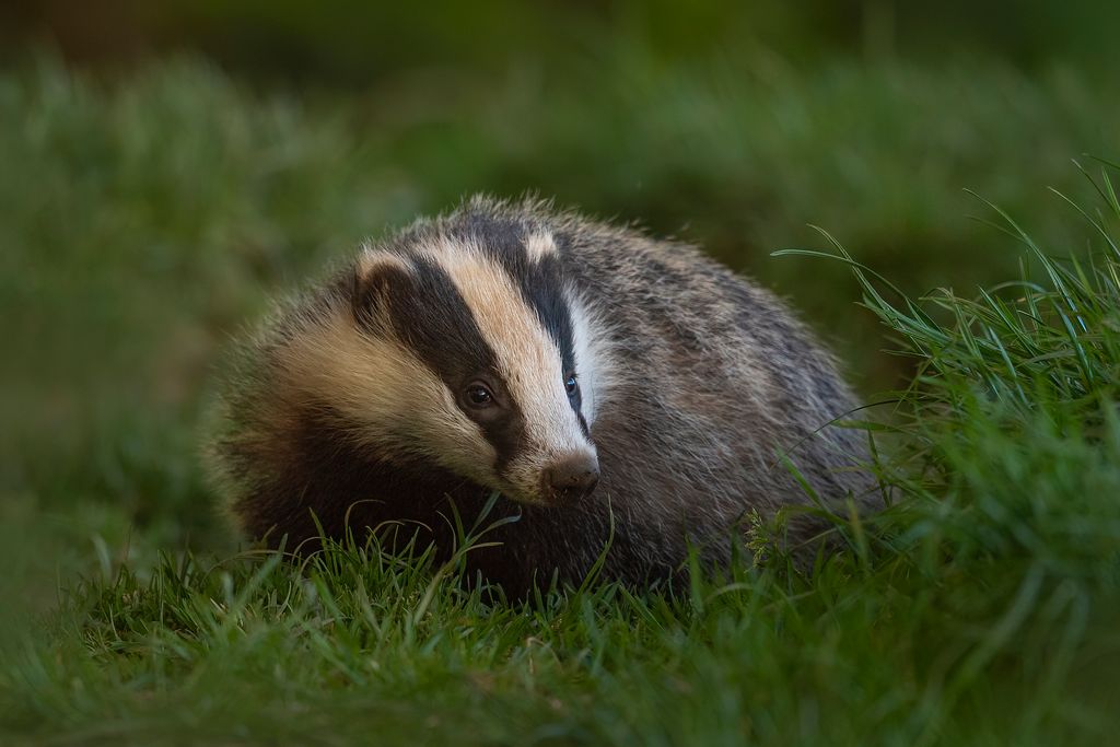 Badger